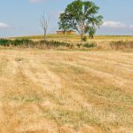 Expansive sunny field in La Unión de Campos, capturing the serene rural landscape.